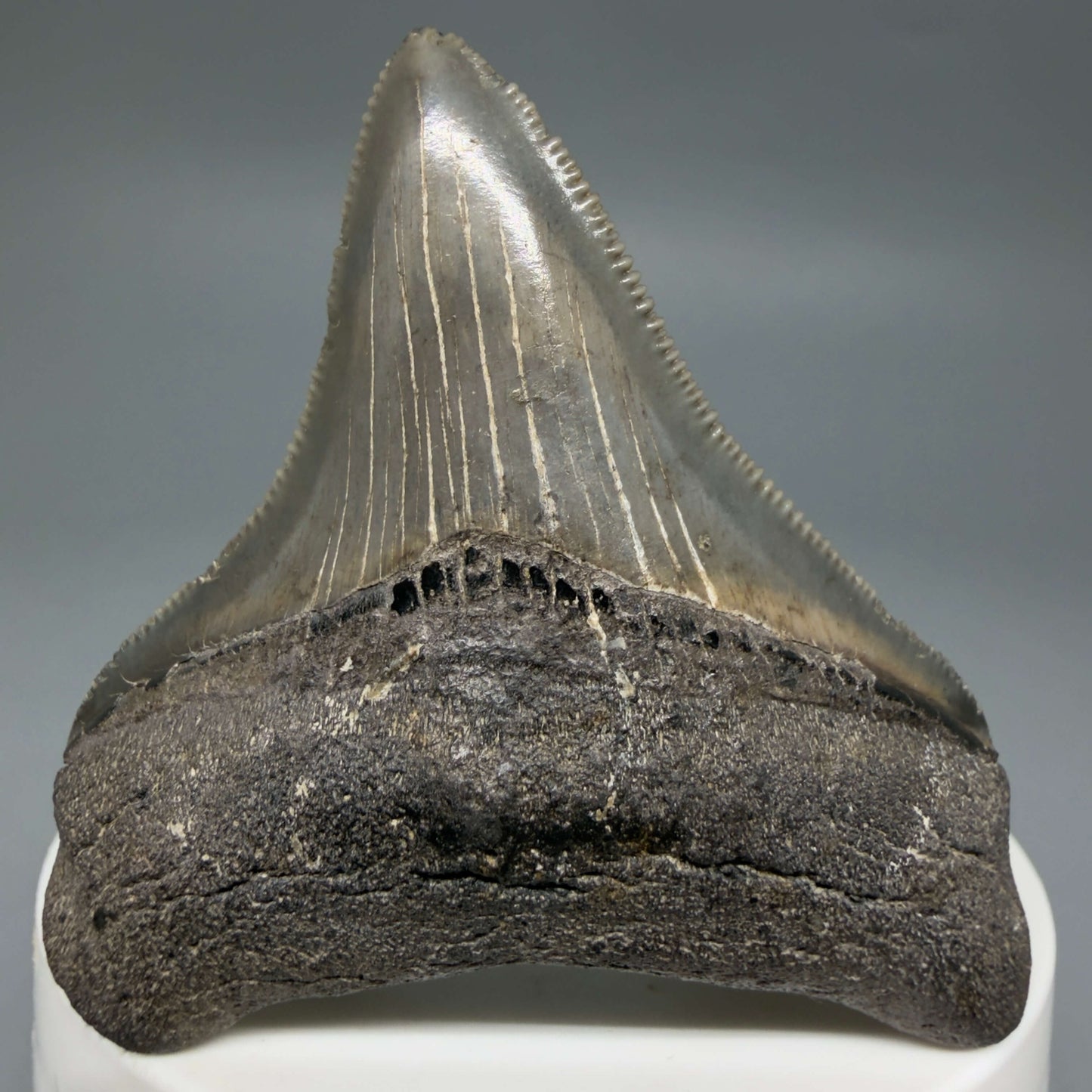 Front View Lateral, sharply serrated 2.42" Fossil Megalodon Tooth – South Carolina River Find | Authentic CM6444