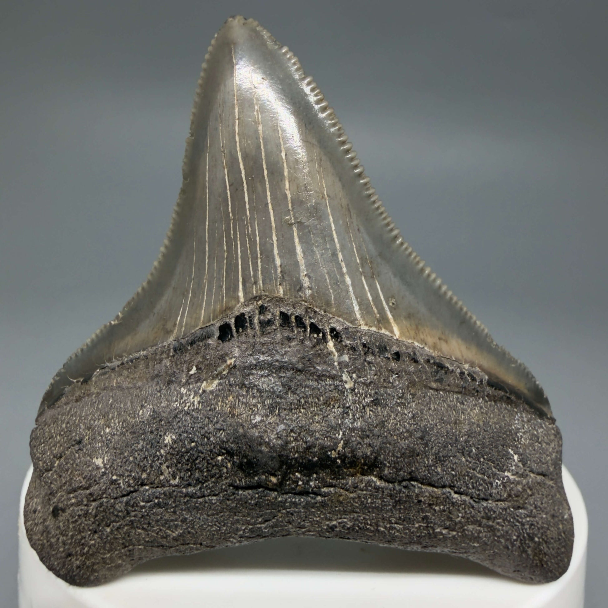 Front View Lateral, sharply serrated 2.42" Fossil Megalodon Tooth – South Carolina River Find | Authentic CM6444
