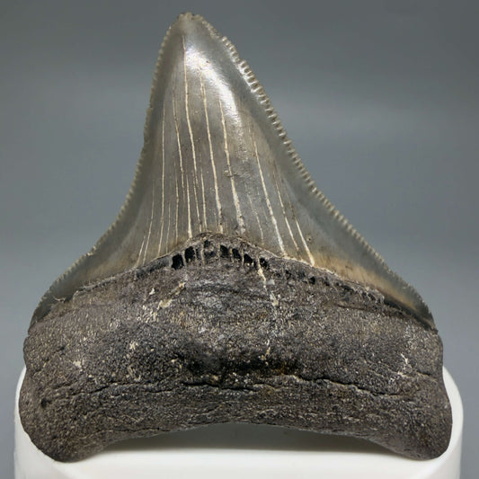 Front View Lateral, sharply serrated 2.42" Fossil Megalodon Tooth – South Carolina River Find | Authentic CM6444