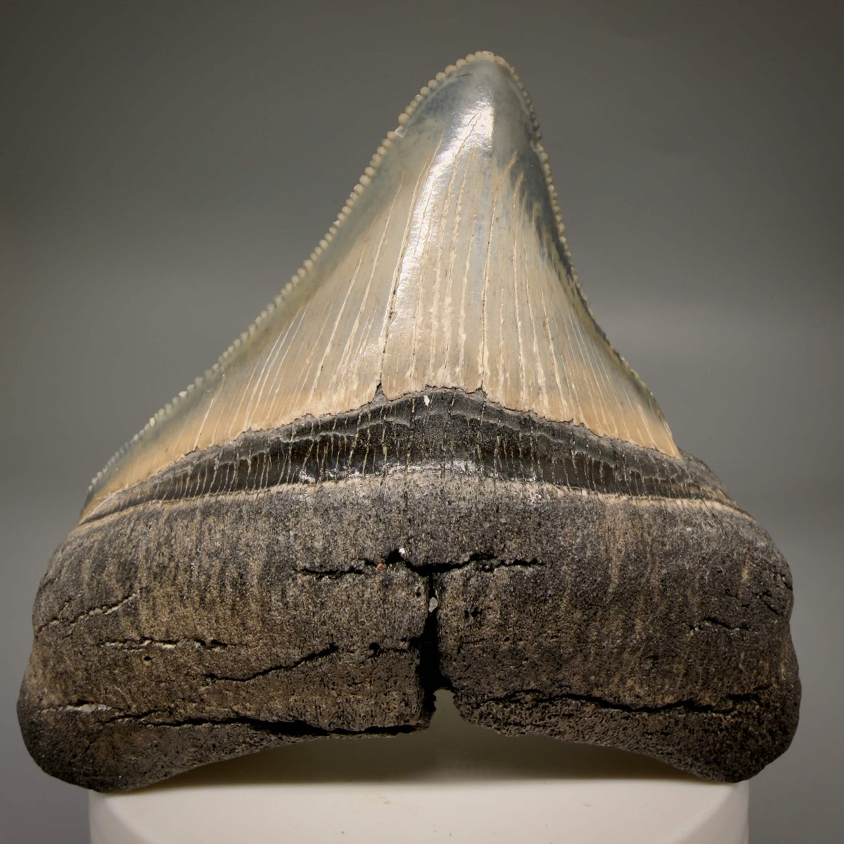 Front View Lateral, sharply serrated 2.90" Fossil Megalodon Tooth – South Carolina River Find | Authentic megalodonteeth.com CM6699