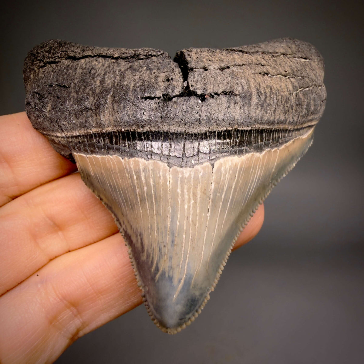 Front View Lateral, sharply serrated 2.90" Fossil Megalodon Tooth – South Carolina River Find | Authentic megalodonteeth.com CM6699 - 1