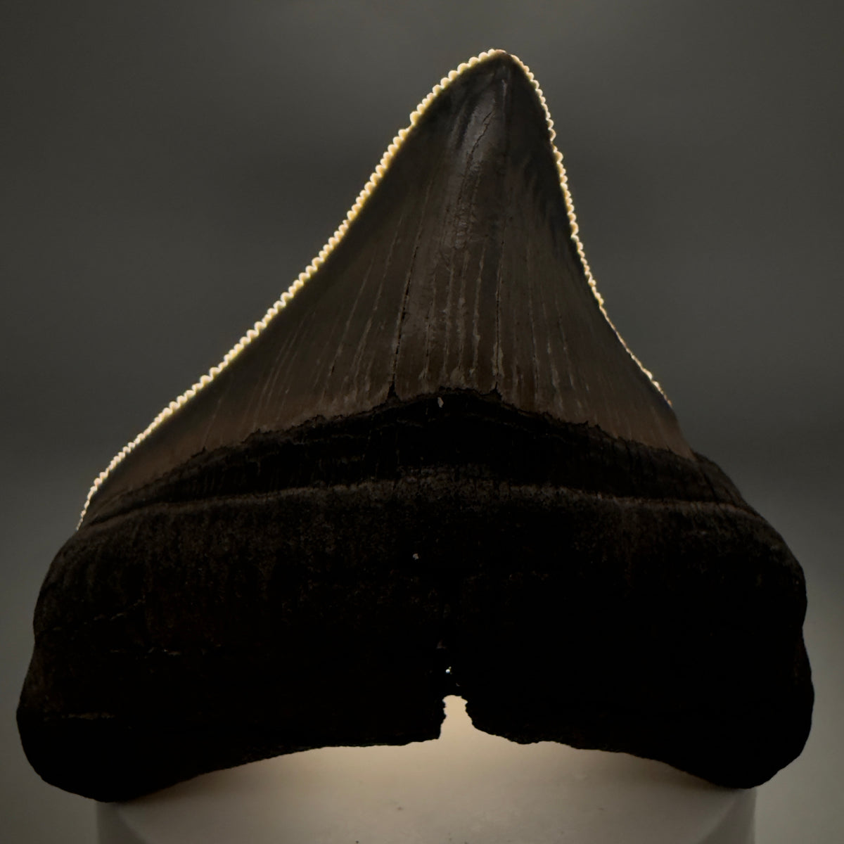 Front View Lateral, sharply serrated 2.90" Fossil Megalodon Tooth – South Carolina River Find | Authentic megalodonteeth.com CM6699 - 2