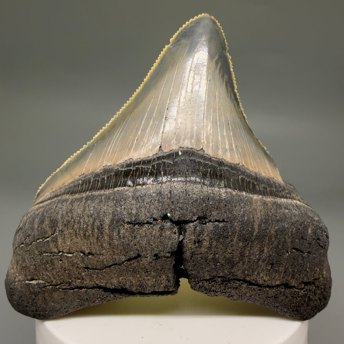 Front View Lateral, sharply serrated 2.90" Fossil Megalodon Tooth – South Carolina River Find | Authentic megalodonteeth.com CM6699 - 3