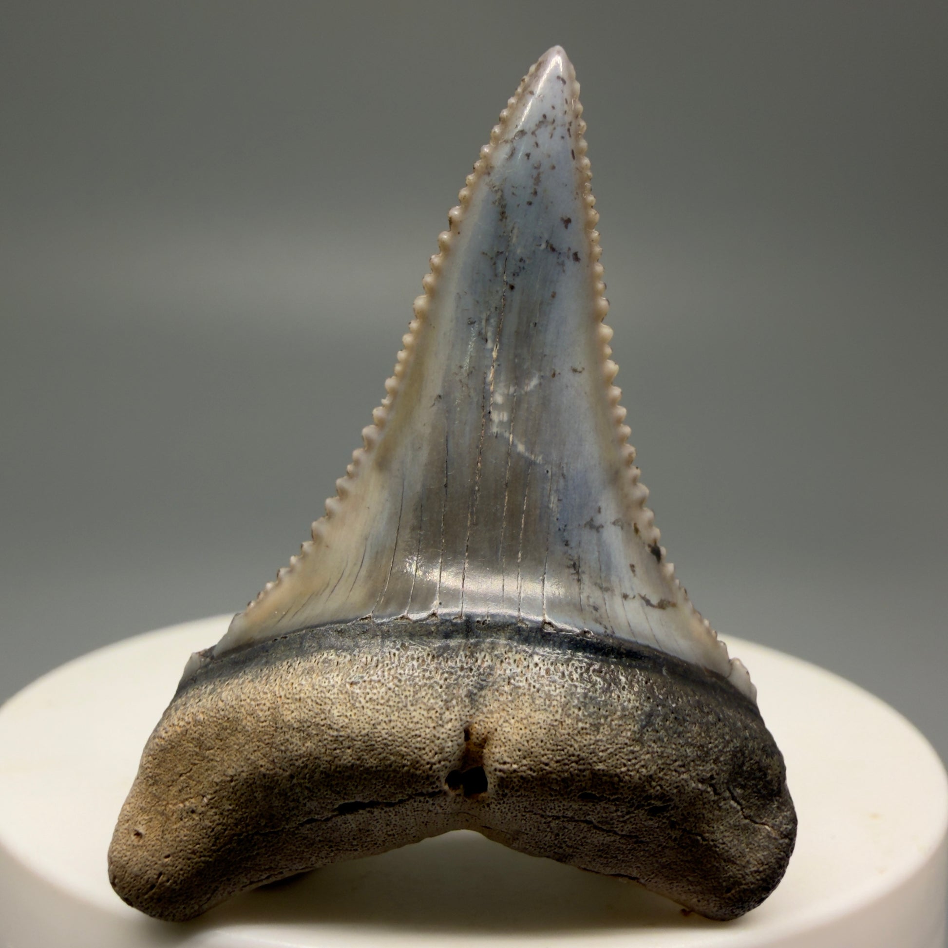 Front View Lower 1.73" long Fossil Great White Tooth from the deserts of Peru - Stunning, high quality GW1254 