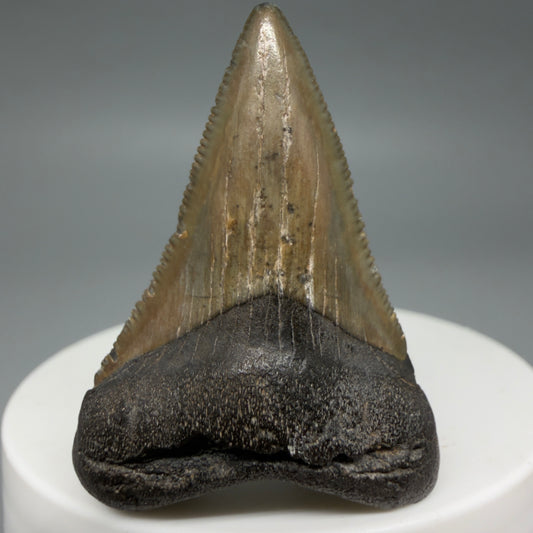 Front View Lower 1.75" Fossil Megalodon Tooth – South Carolina River Find | Authentic CM6386