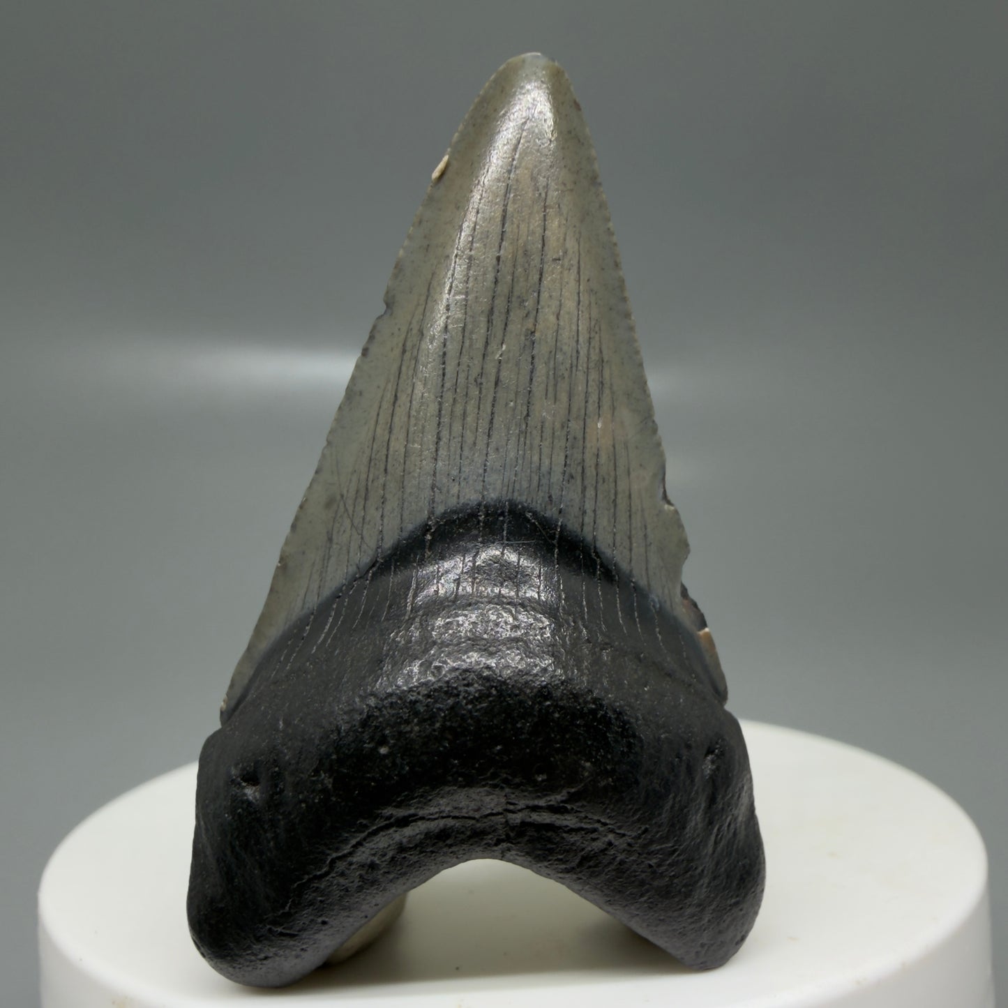 Front View Lower 2.00" Colorful Fossil Megalodon Tooth – South Carolina River Find | Authentic CM6124