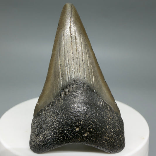 Front View Lower 2.05" Fossil Megalodon Tooth – South Carolina River Find | Authentic CM6391