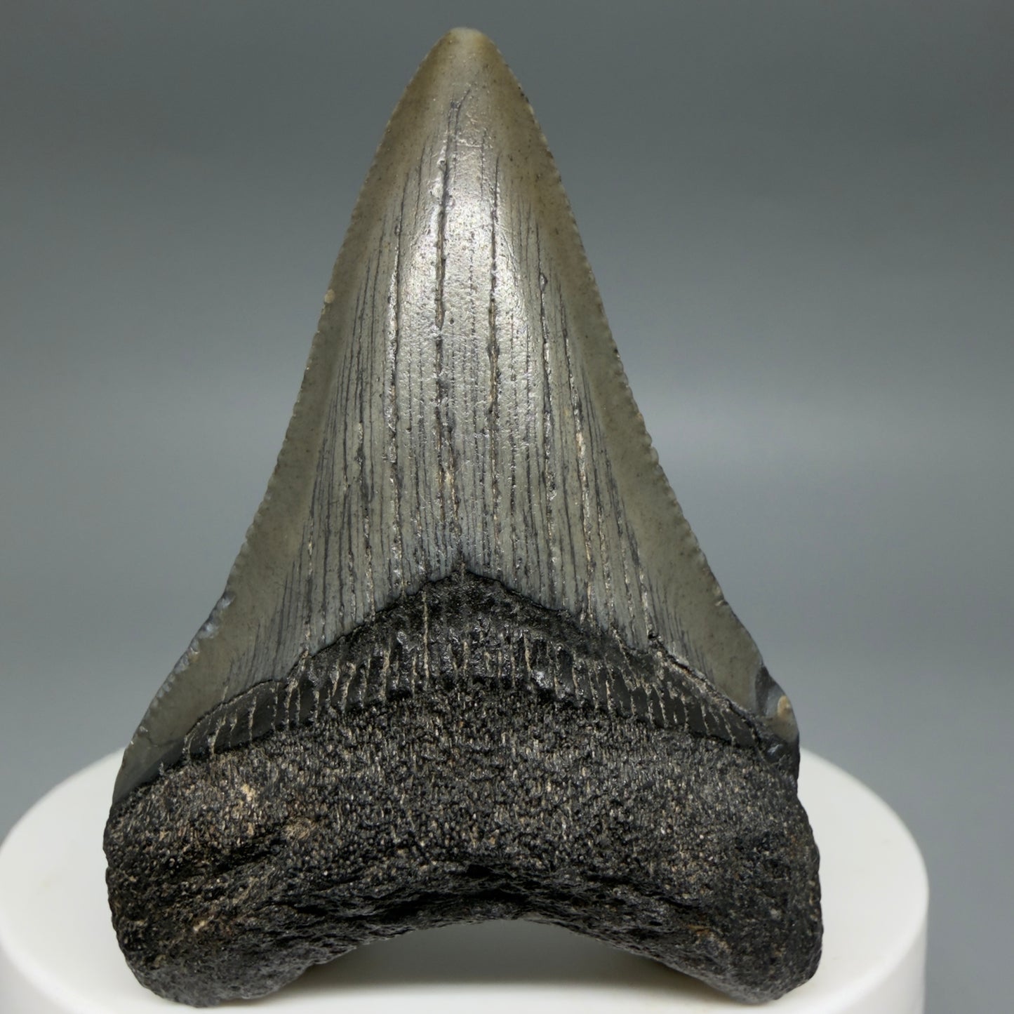 Front View Lower 2.16" Fossil Megalodon Tooth – South Carolina River Find | Authentic CM6396