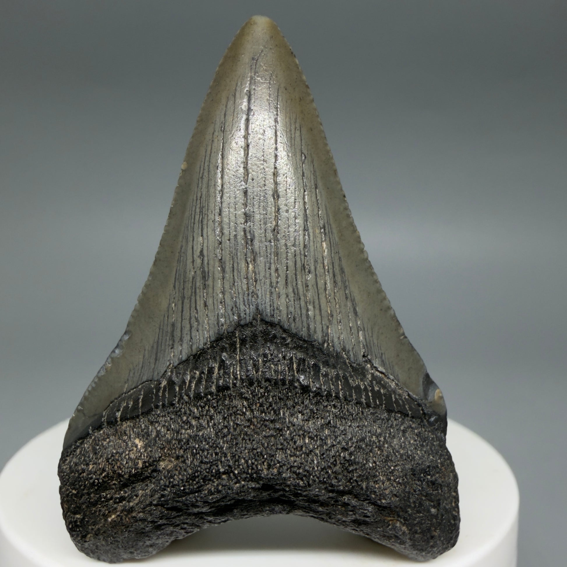 Front View Lower 2.16" Fossil Megalodon Tooth – South Carolina River Find | Authentic CM6396