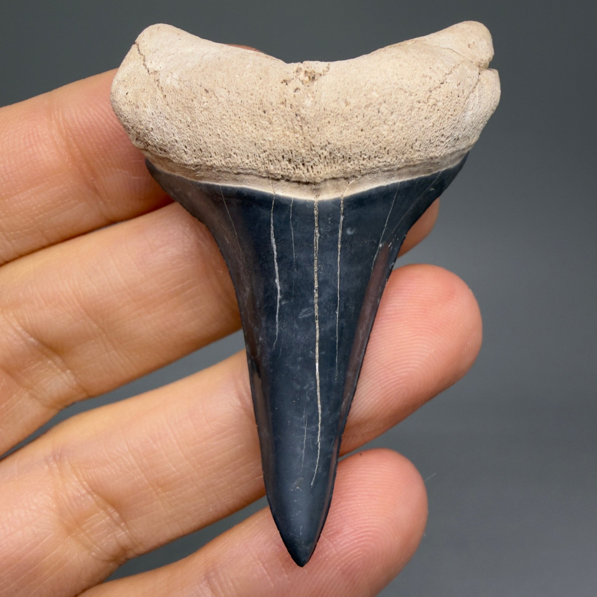Front View Lower 2.30" Fossil Extinct Mako - Isurus hastalis Shark Tooth from Bone Valley, FL - Outstanding!! M607