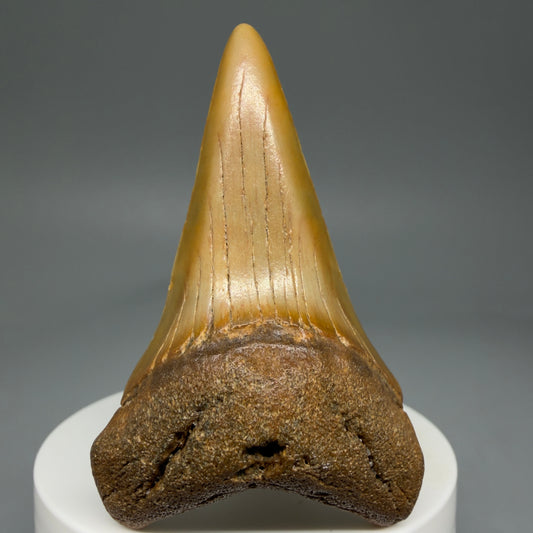 Front View Lower 2.58" Fossil Extinct Mako - Isurus hastalis Shark Tooth from Wilmington, NC - Large M604