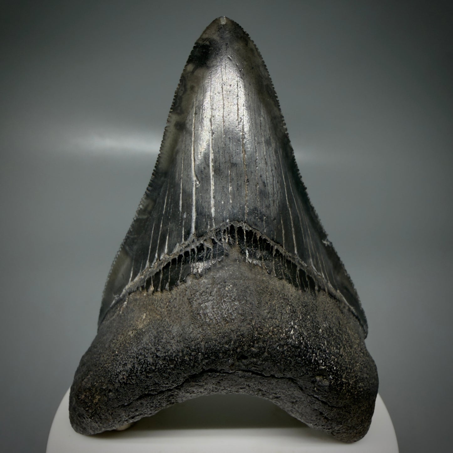Front View Lower 3.43" Fossil Megalodon Shark Tooth - Georgia - sharply serrated - Collector's Quality CM6151
