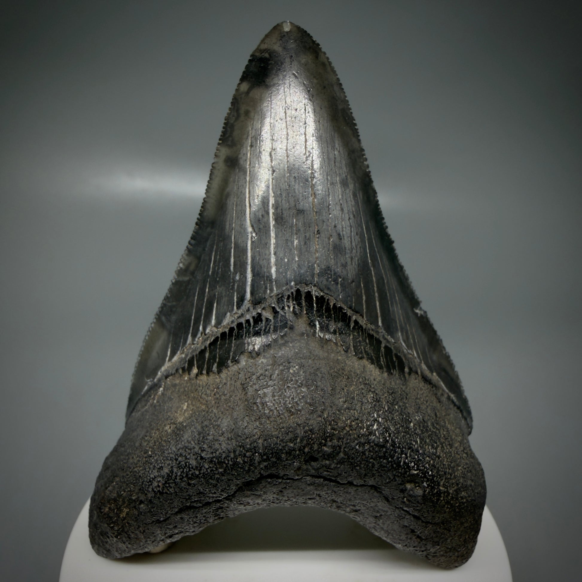 Front View Lower 3.43" Fossil Megalodon Shark Tooth - Georgia - sharply serrated - Collector's Quality CM6151
