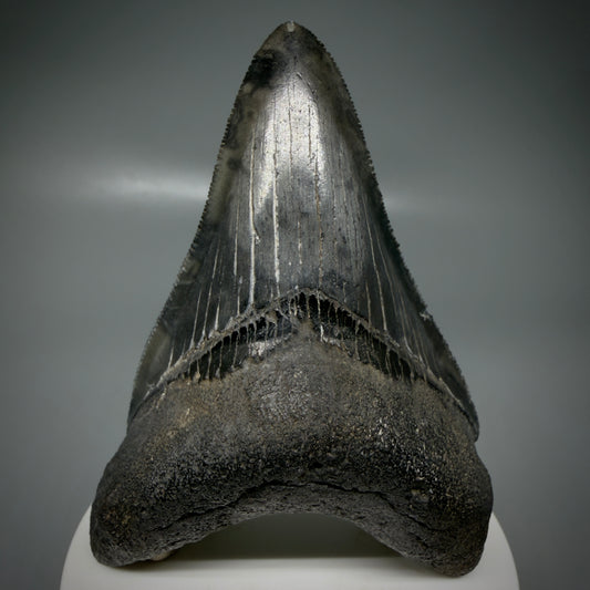 Front View Lower 3.43" Fossil Megalodon Shark Tooth - Georgia - sharply serrated - Collector's Quality CM6151