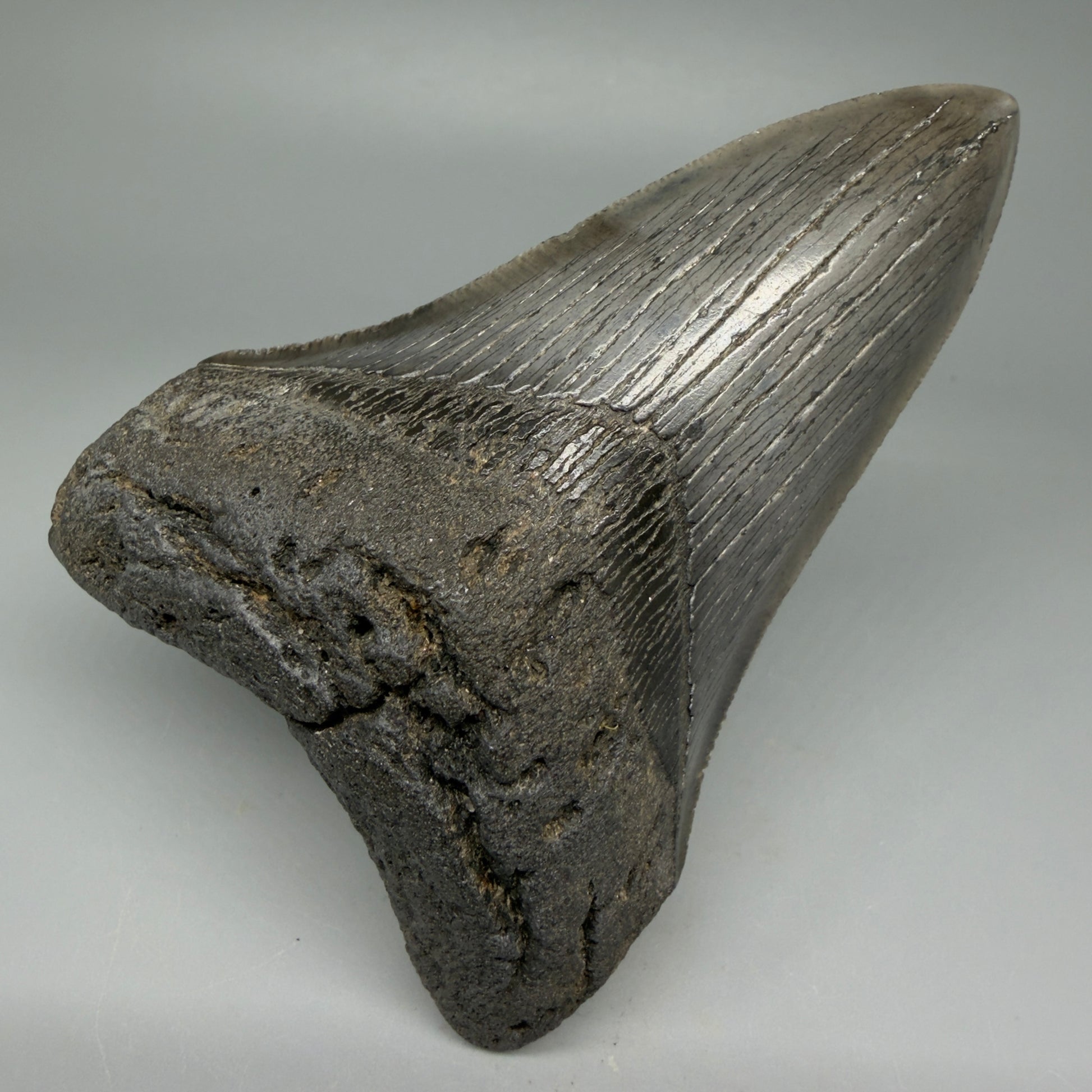 Front View Lower 4.38" Fossil Megalodon Tooth – Authentic Carcharocles megalodon Tooth from South Carolina CM5584 