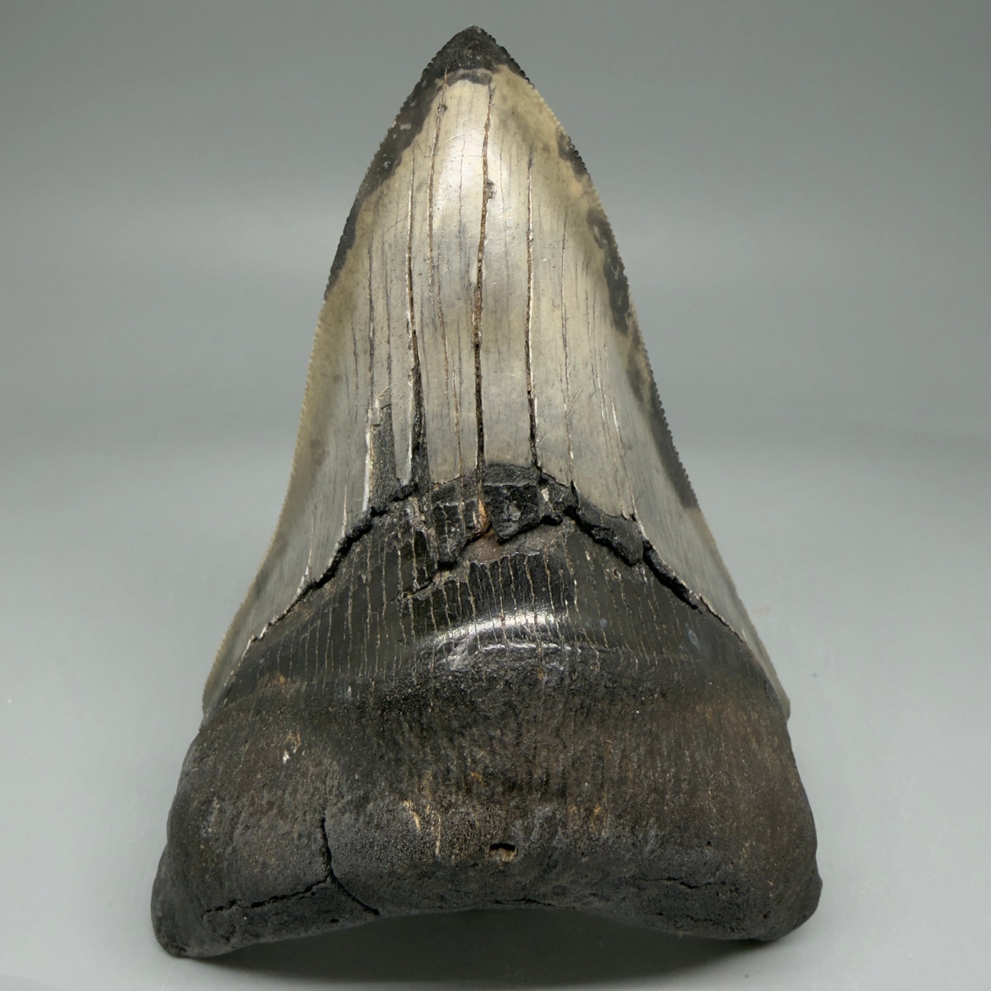 Front View Lower 4.68" Collector Megalodon Tooth from South Carolina – Very Colorful CM5842 