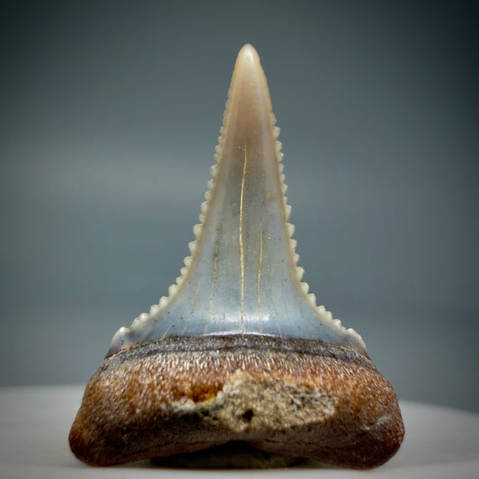 Front View Lower, colorful 0.98" long Fossil Great White Tooth from the deserts of Peru GW1283