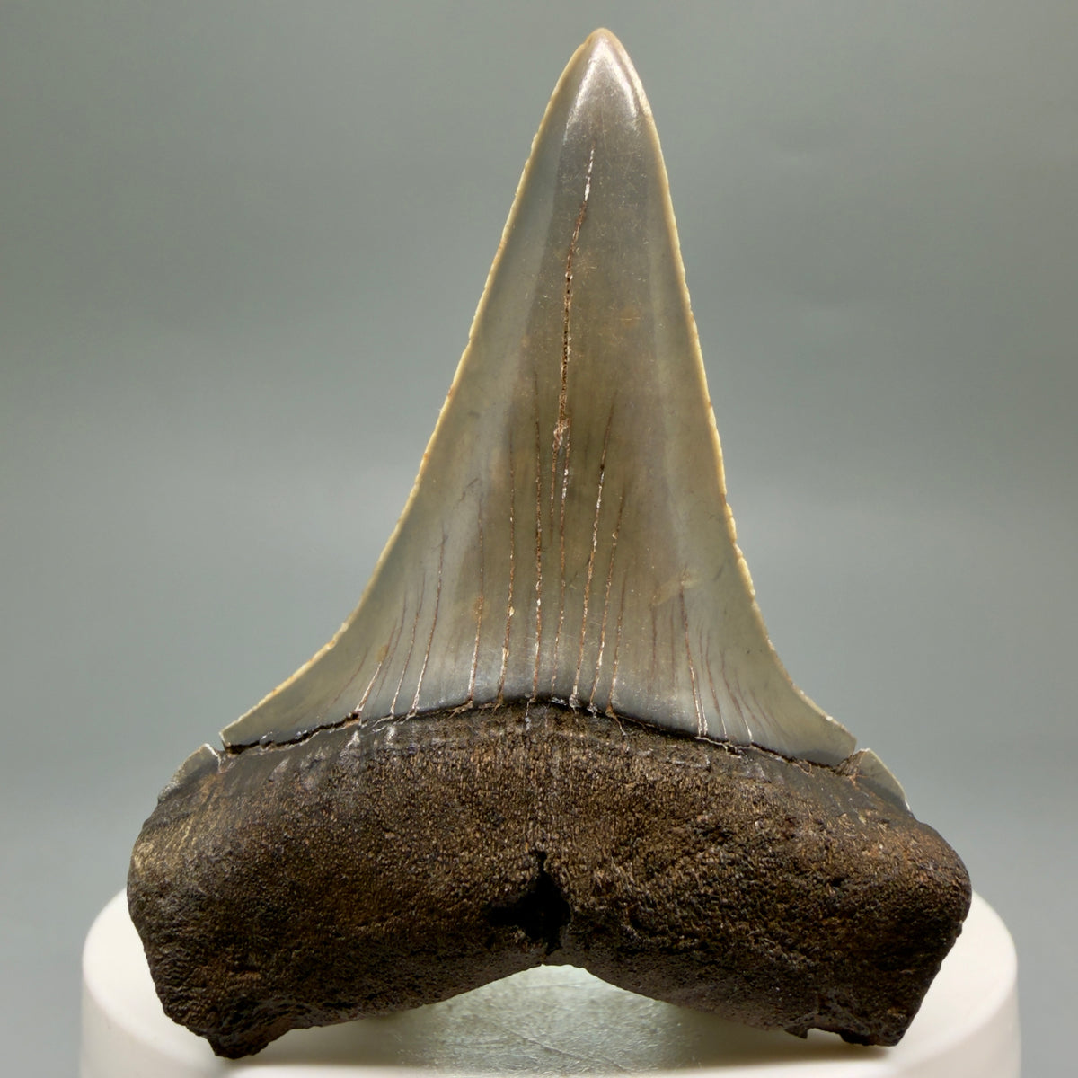 Front View Lower, colorful 2.32" Fossil Extinct Mako - Isurus hastalis Tooth from Georgia M627 - 1