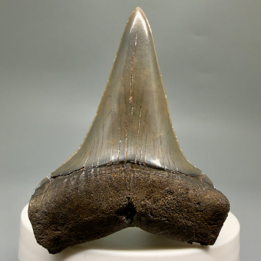 Front View Lower, colorful 2.32" Fossil Extinct Mako - Isurus hastalis Tooth from Georgia M627

