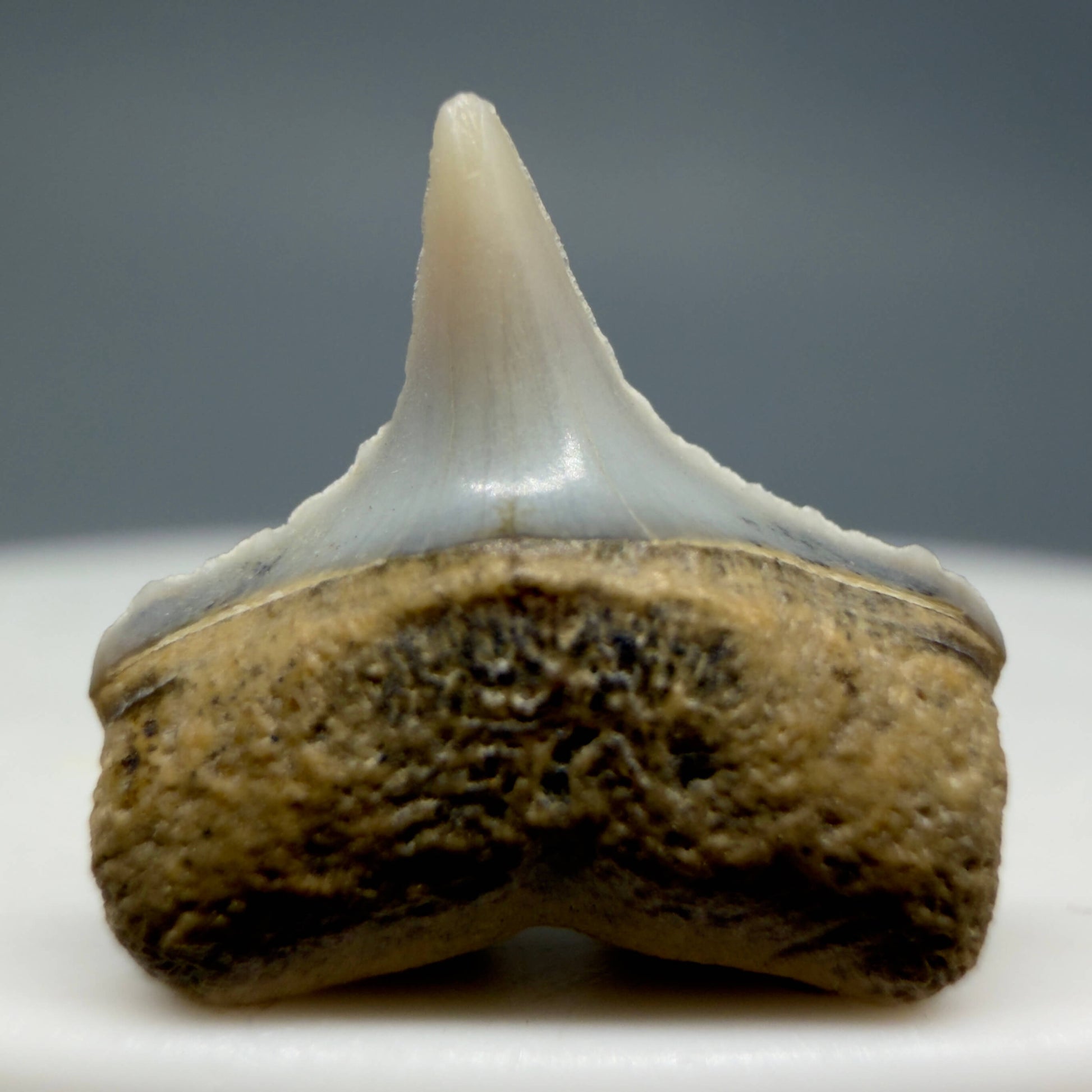 Front View Lower posterior 0.55" wide Fossil Great White Tooth from the deserts of Peru GW1351