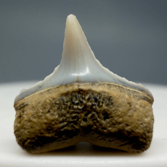 Front View Lower posterior 0.55" wide Fossil Great White Tooth from the deserts of Peru GW1351