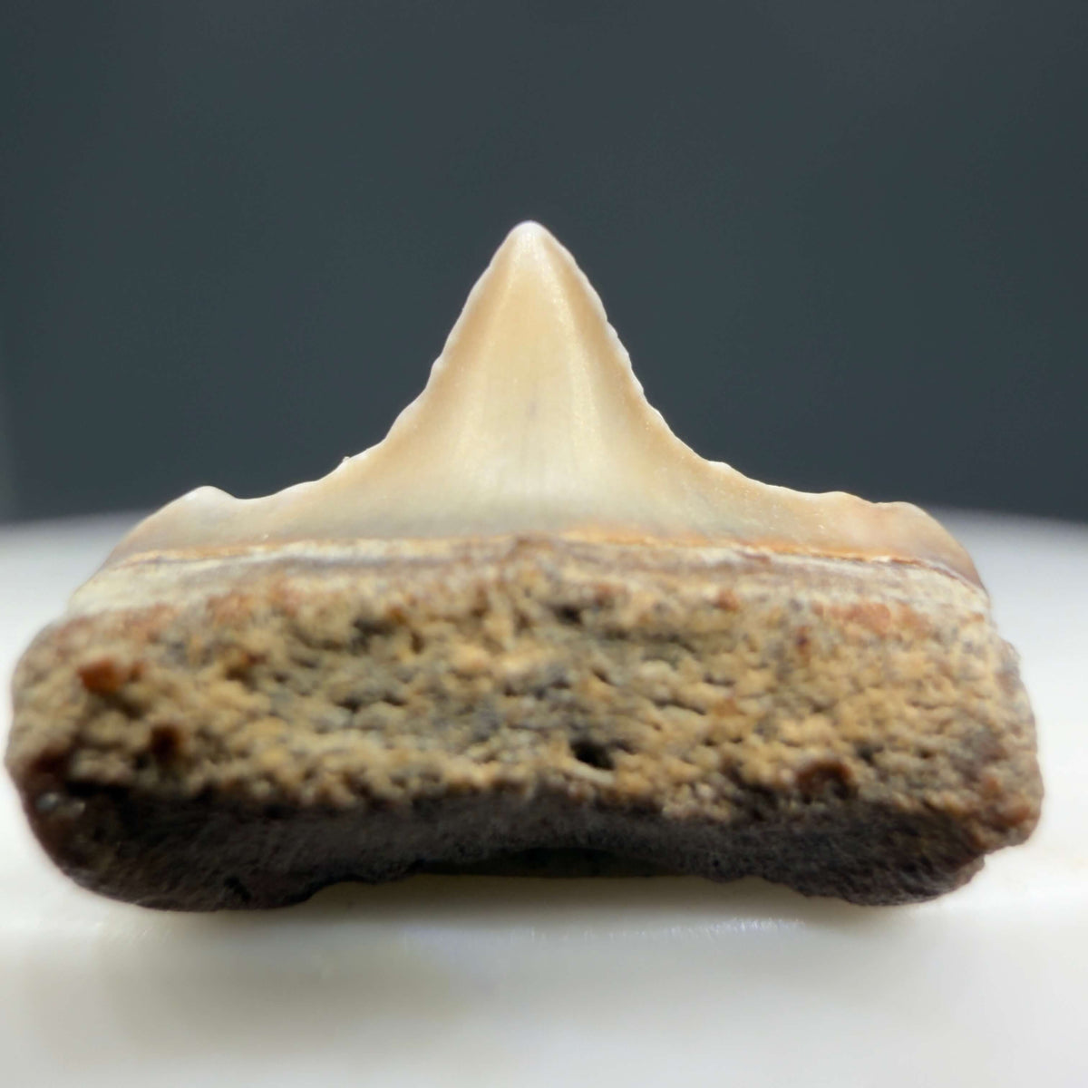 Front View Lower posterior 0.58" wide Fossil Great White Tooth from the deserts of Peru megalodonteeth.com GW1369