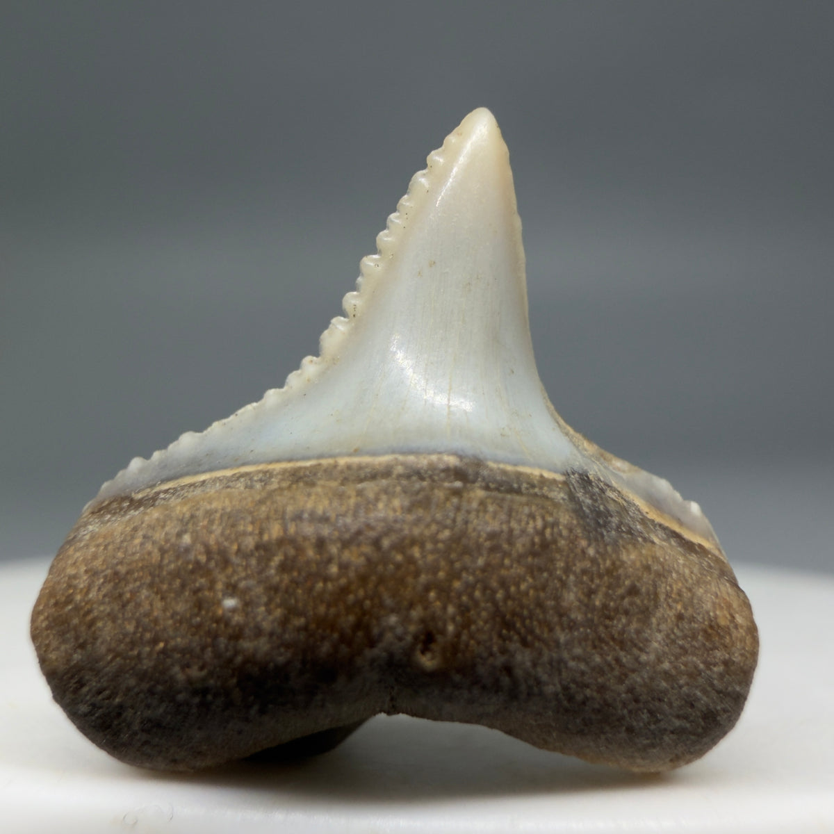 Front View Lower posterior 0.67" wide Fossil Great White Tooth from the deserts of Peru megalodonteeth.com GW1369
