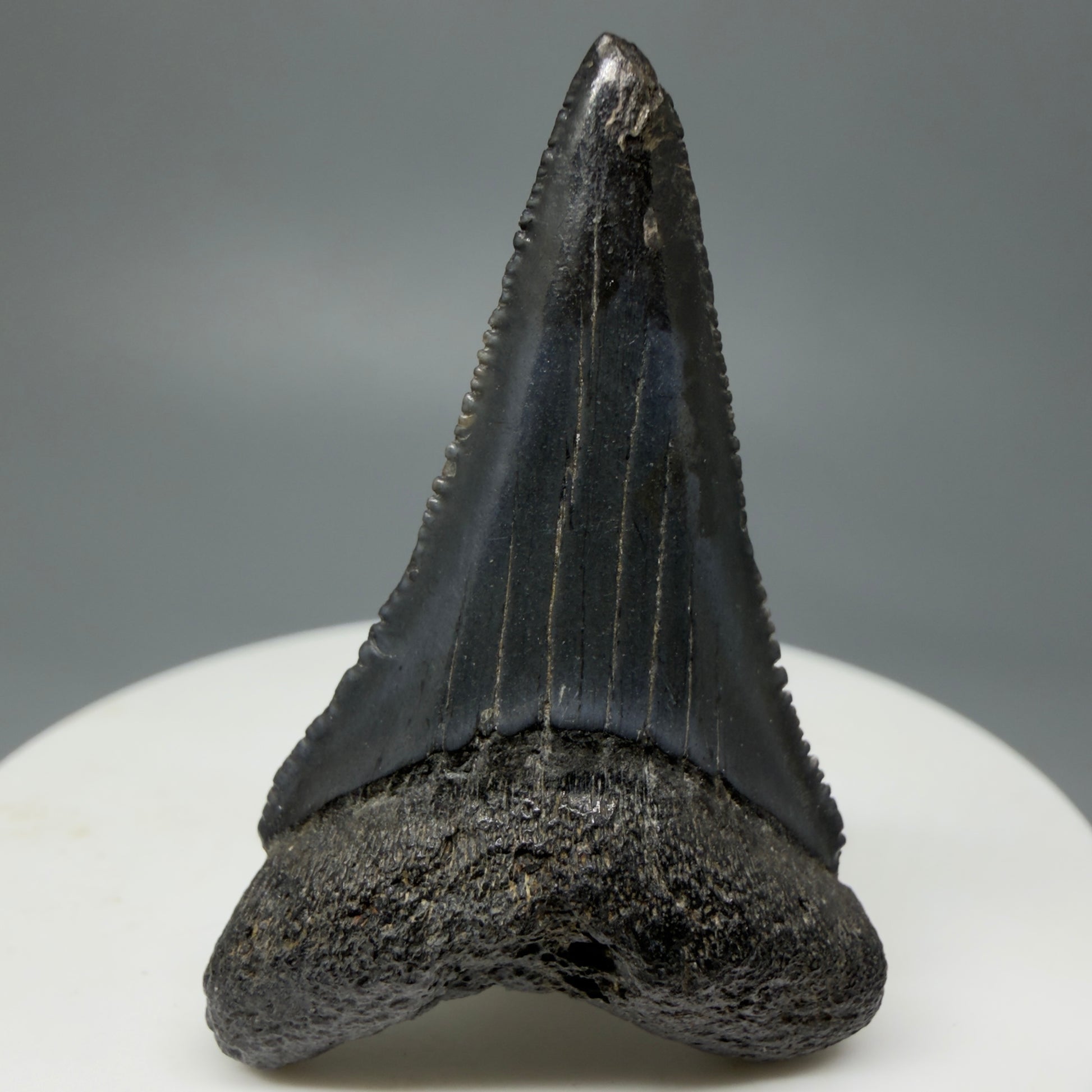Front View Lower, sharply serrated 1.77" Fossil Great White Tooth for Sale GW1240 