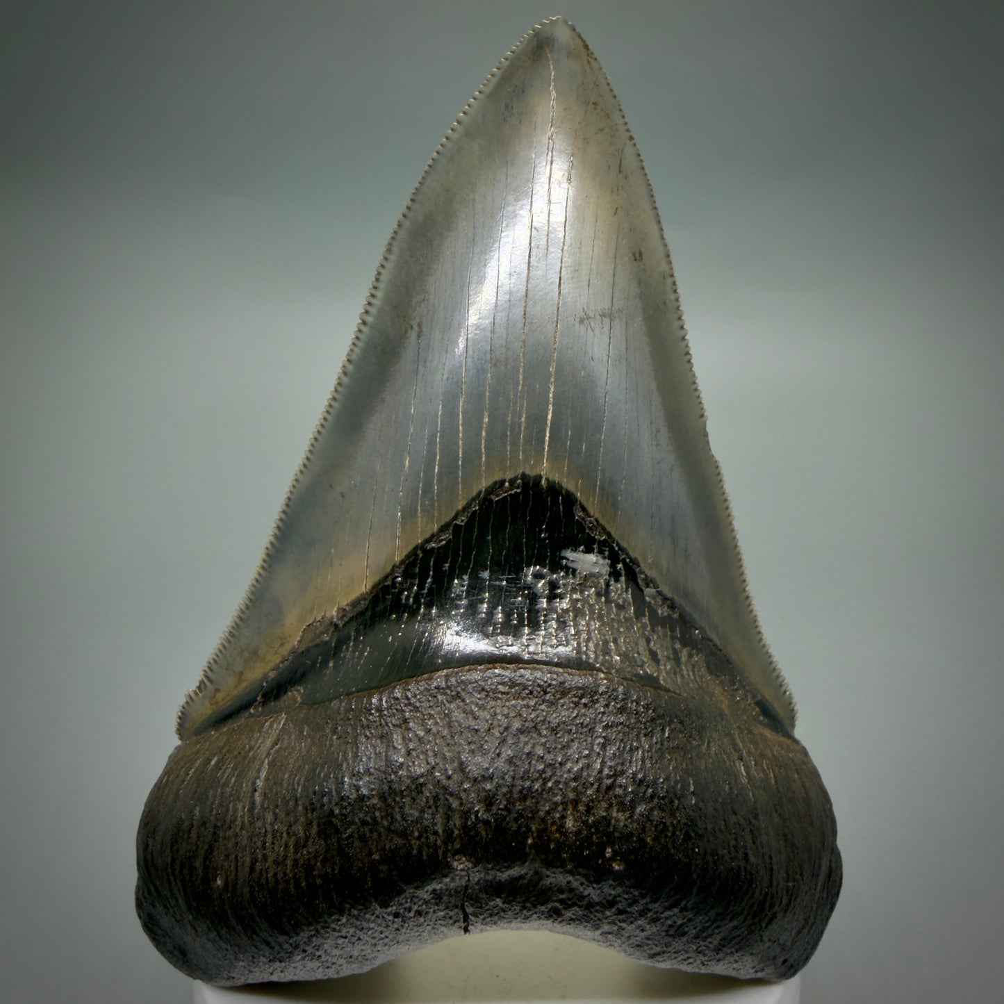 Front View Lower with pyrite 4.19" Fossil Megalodon Shark Tooth - Georgia - sharply serrated - Collector's Quality CM6270