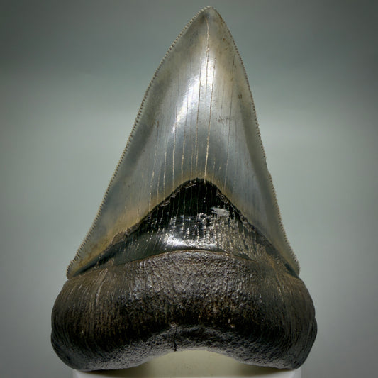 Front View Lower with pyrite 4.19" Fossil Megalodon Shark Tooth - Georgia - sharply serrated - Collector's Quality CM6270