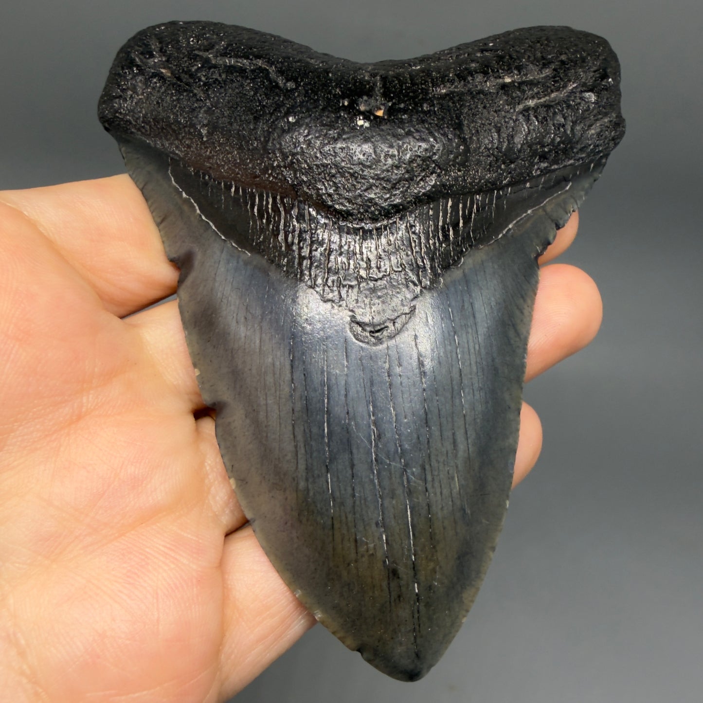 Front View Nice Looking 4.41" Megalodon Tooth from South Carolina CM6418