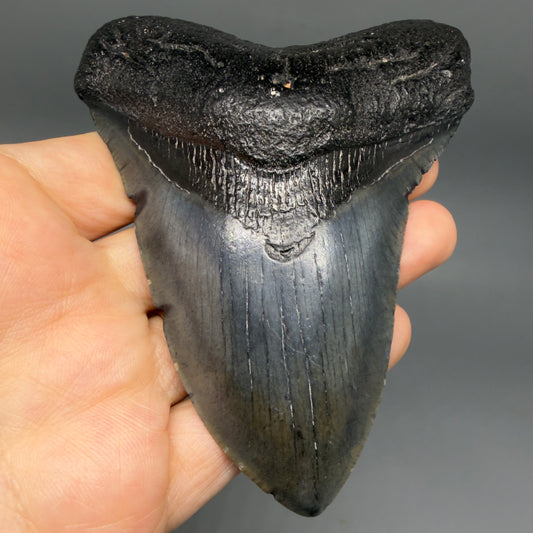 Front View Nice Looking 4.41" Megalodon Tooth from South Carolina CM6418