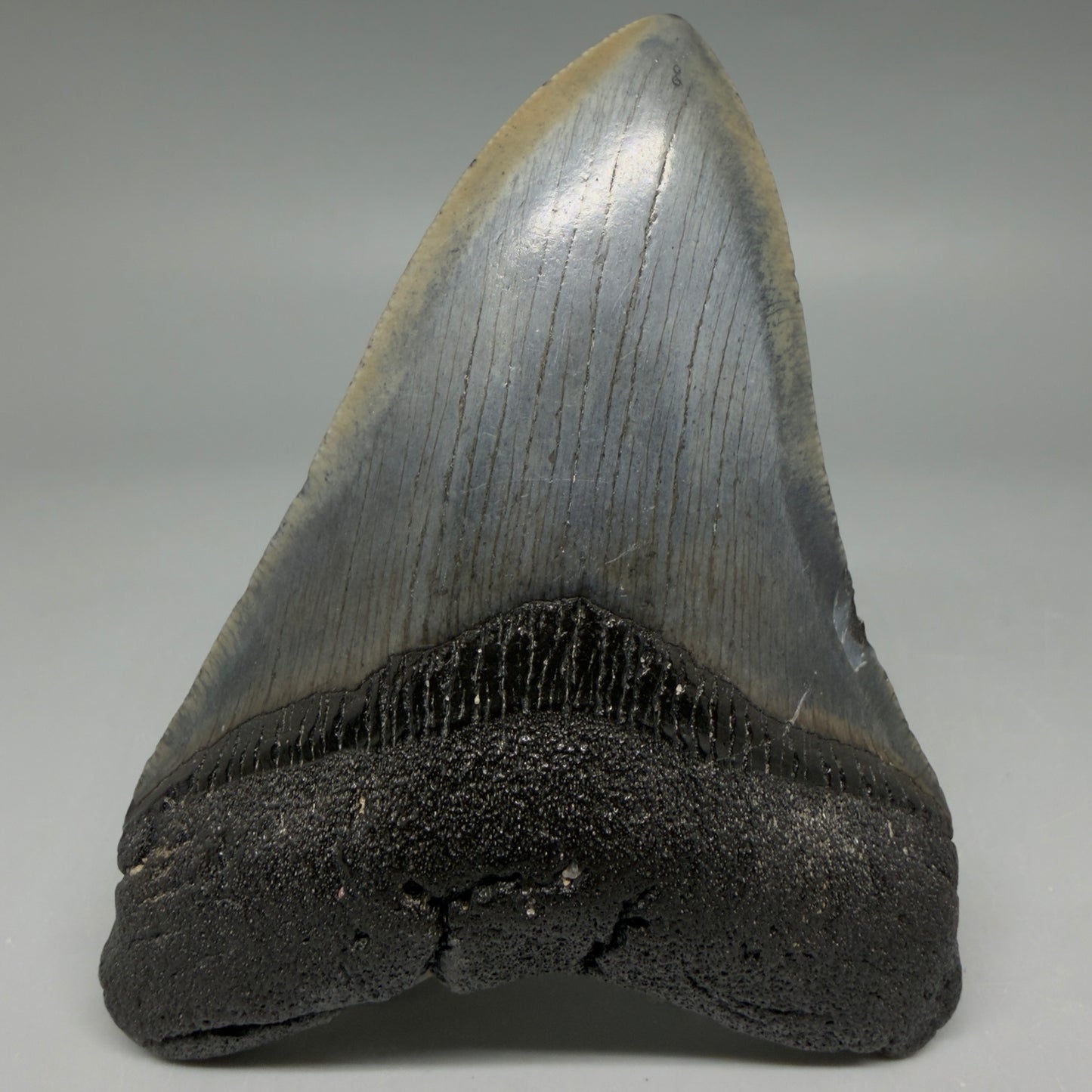 Front View Nice Looking, colorful 4.08" Megalodon Tooth from South Carolina CM6414
