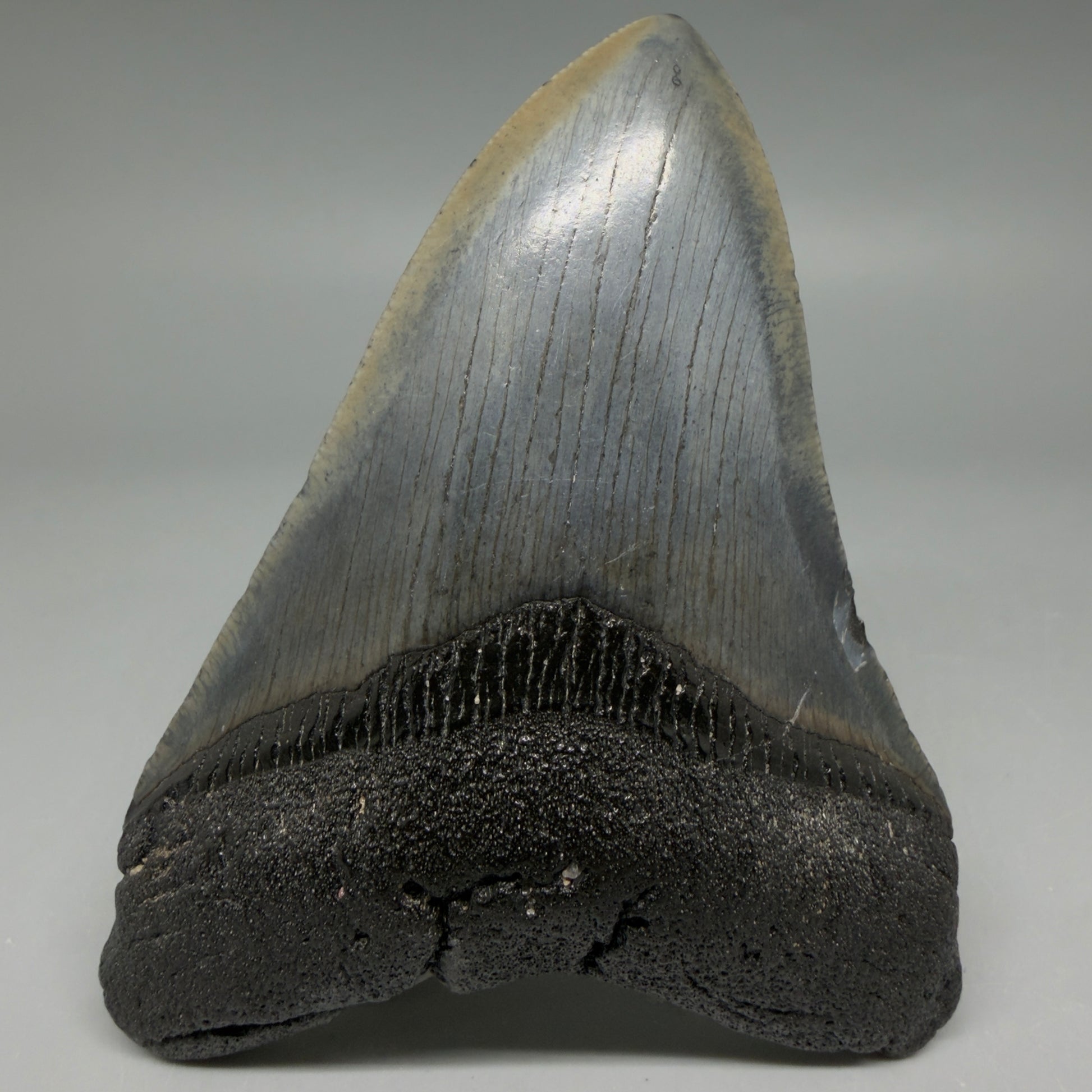 Front View Nice Looking, colorful 4.08" Megalodon Tooth from South Carolina CM6414