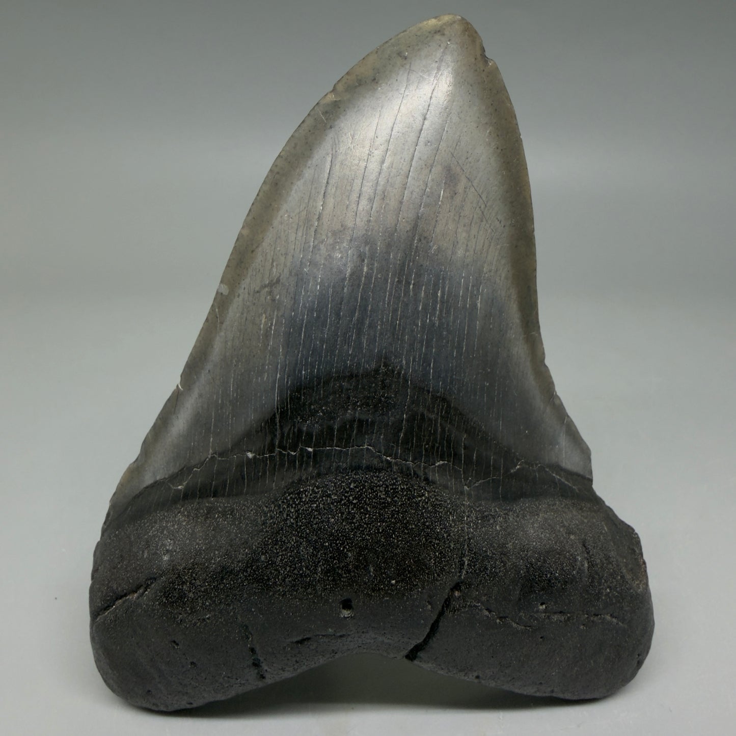 Front View Nice Looking, colorful 4.14" Megalodon Tooth from South Carolina CM6416