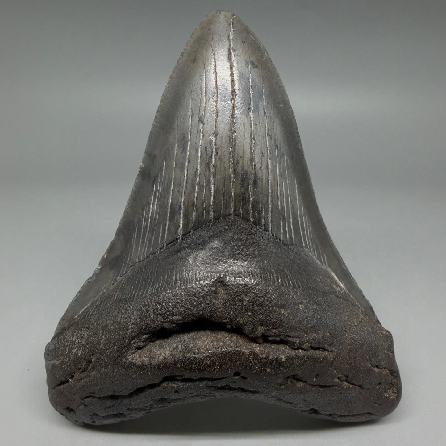 Front View Nice Looking, colorful 4.33" Megalodon Tooth from South Carolina CM6420