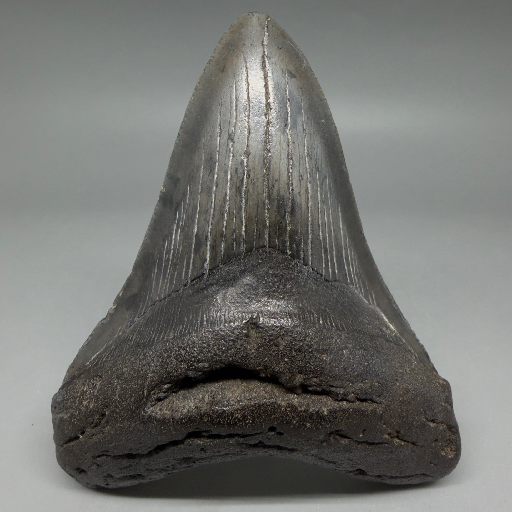 Front View Nice Looking, colorful 4.33" Megalodon Tooth from South Carolina CM6420