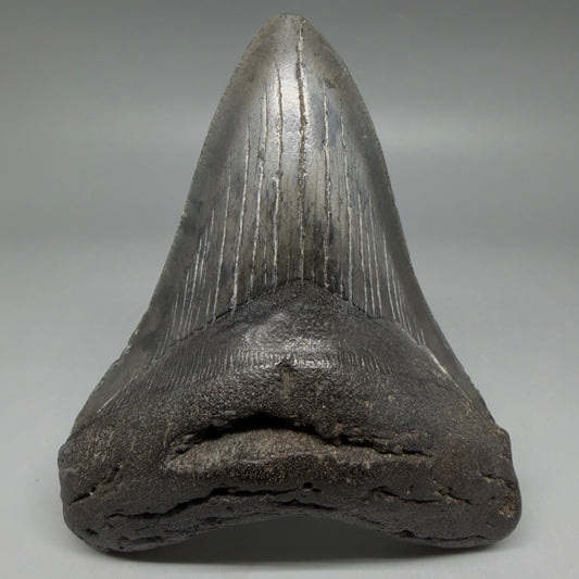 Front View Nice Looking, colorful 4.33" Megalodon Tooth from South Carolina CM6420