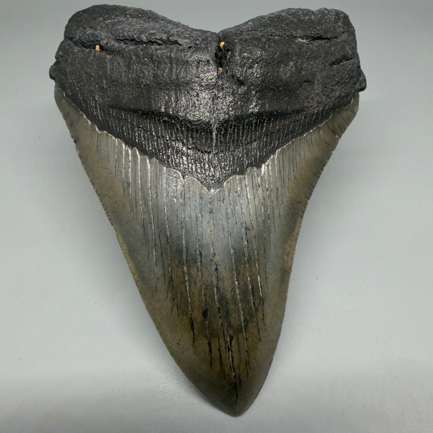 Front View Nice Looking, colorful 4.40" Megalodon Tooth from South Carolina CM6417