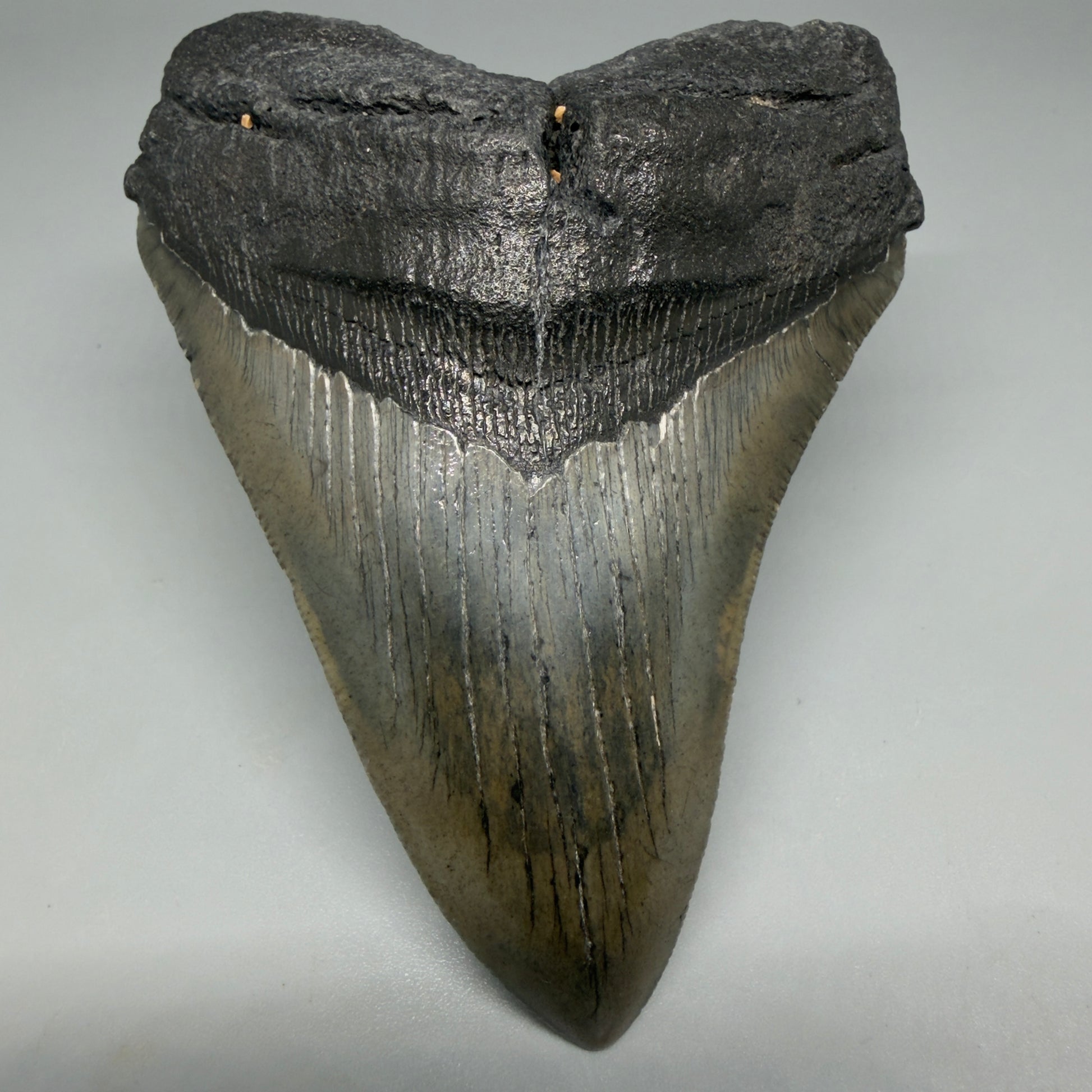 Front View Nice Looking, colorful 4.40" Megalodon Tooth from South Carolina CM6417