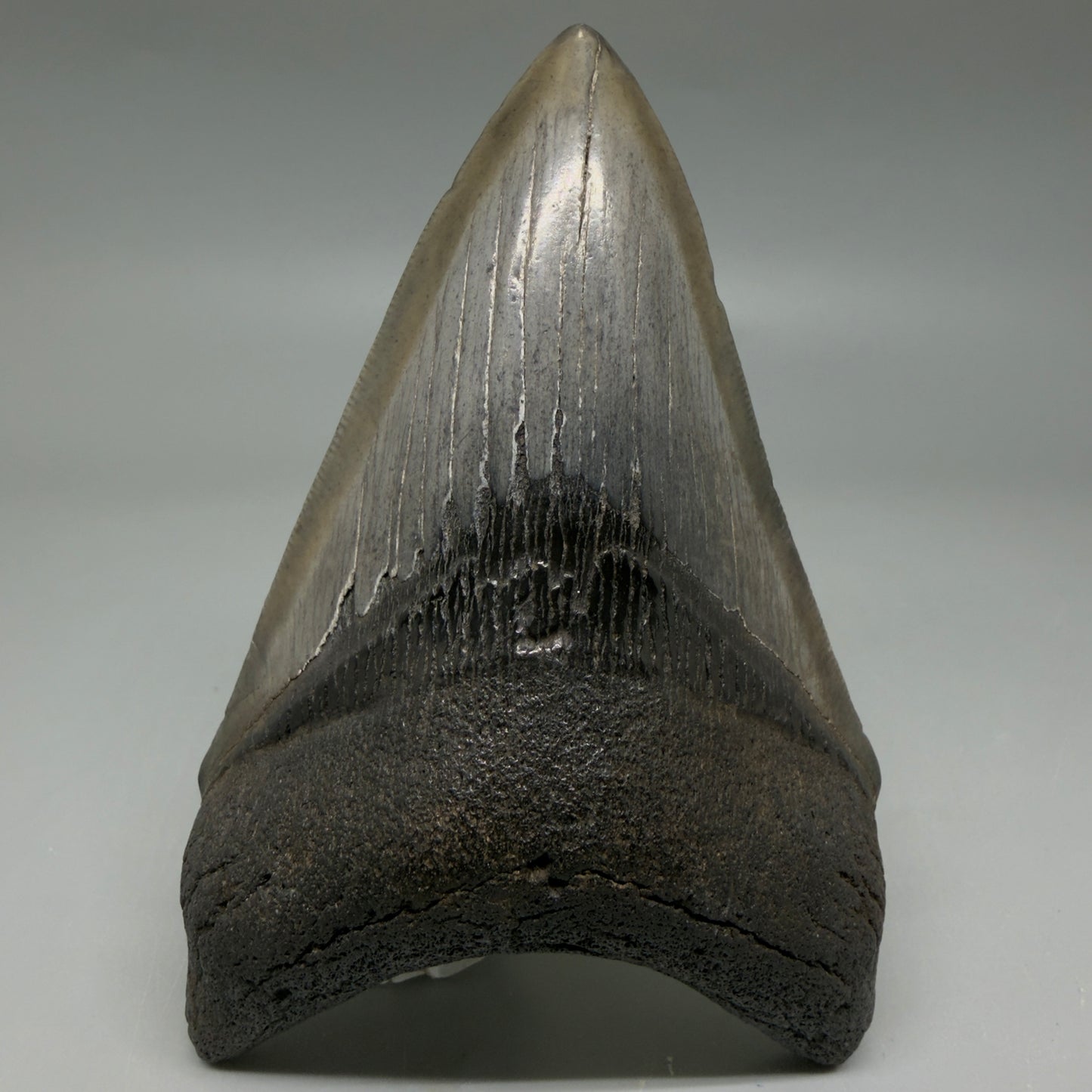 Front View Nice Looking, colorful lower 4.33" Megalodon Tooth from South Carolina CM6419