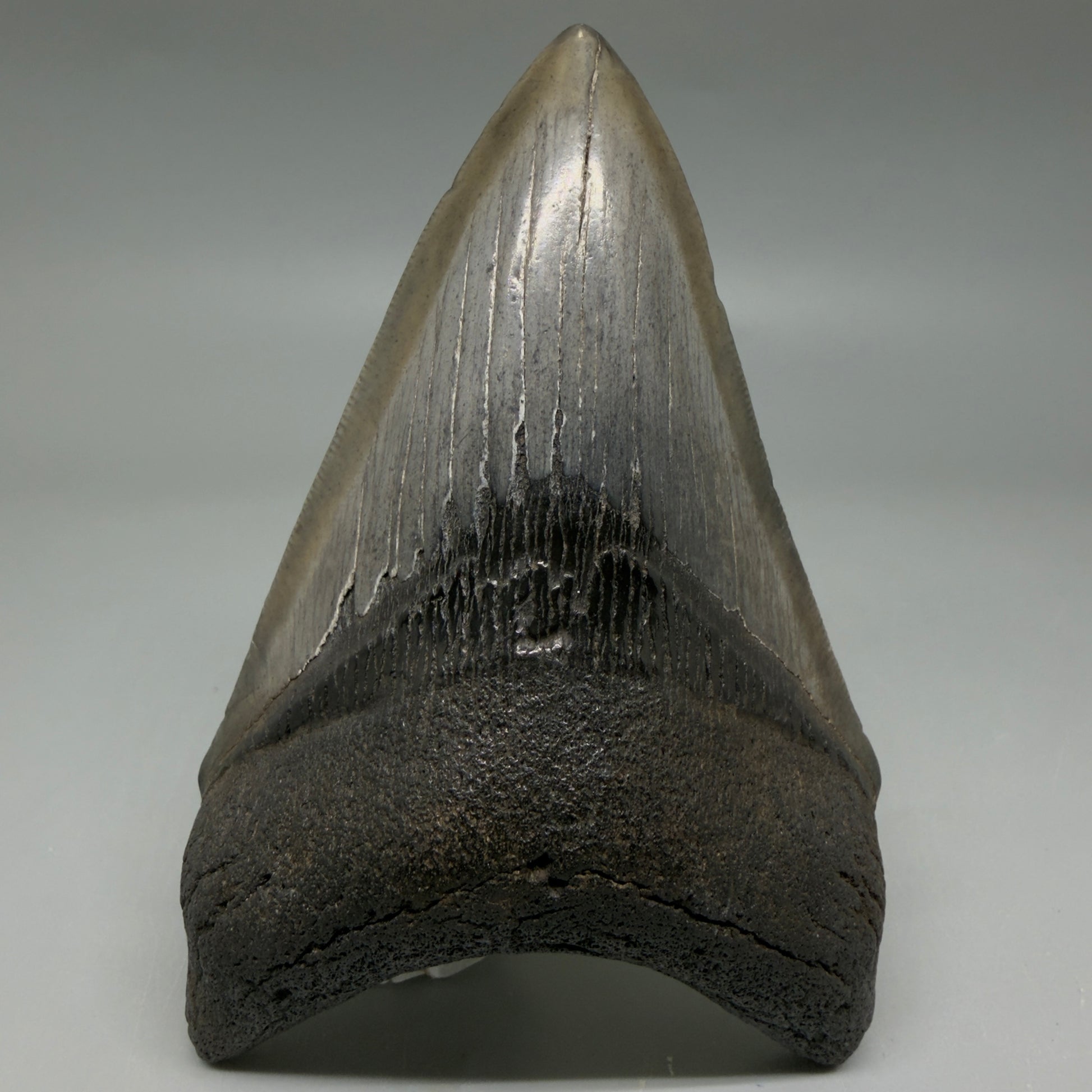 Front View Nice Looking, colorful lower 4.33" Megalodon Tooth from South Carolina CM6419