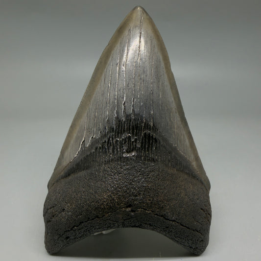Front View Nice Looking, colorful lower 4.33" Megalodon Tooth from South Carolina CM6419