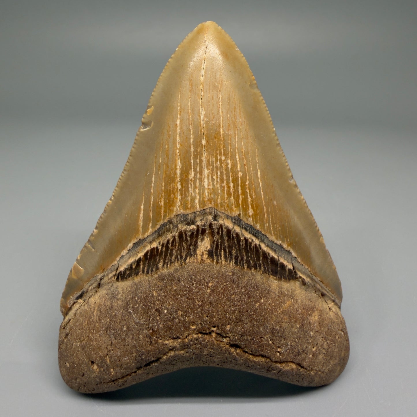 Front View Nice Shape 3.26" Fossil Megalodon Tooth from North Carolina - megalodonteeth.com CM5567