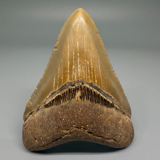 Front View Nice Shape 3.26" Fossil Megalodon Tooth from North Carolina - megalodonteeth.com CM5567