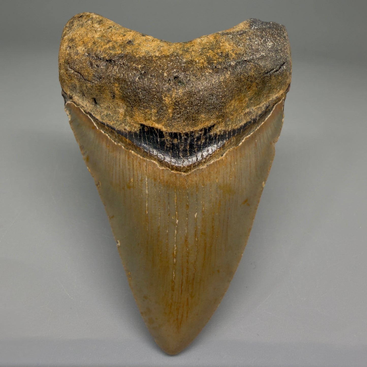 Front View Nice Shape 3.30" Fossil Megalodon Tooth from North Carolina - megalodonteeth.com CM5565 