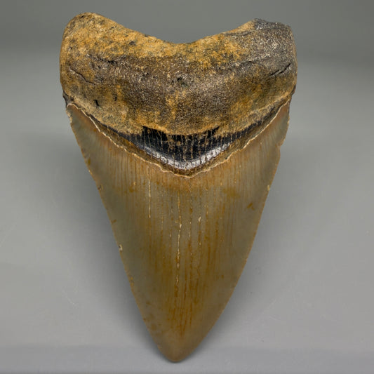 Front View Nice Shape 3.30" Fossil Megalodon Tooth from North Carolina - megalodonteeth.com CM5565 