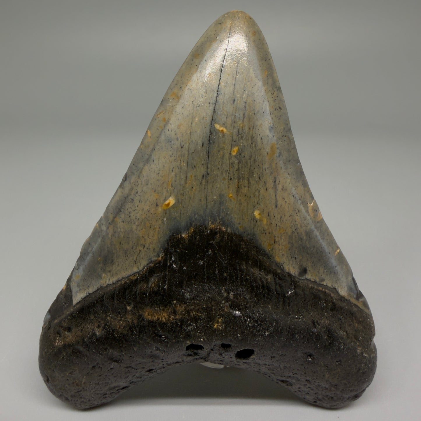 Front View Nice Shape 3.33" Fossil Megalodon Tooth from North Carolina - megalodonteeth.com CM5566