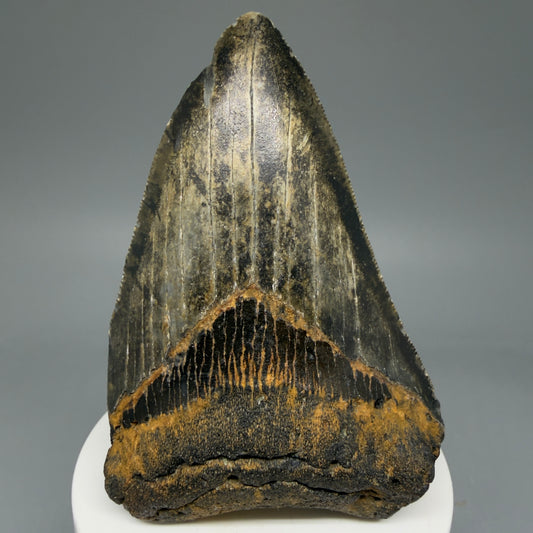 Front View Nice Shape 3.38" Fossil Megalodon Tooth from North Carolina - megalodonteeth.com CM5817