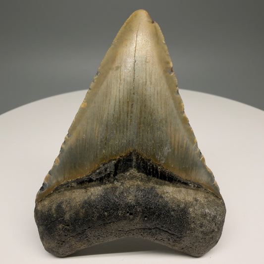 Front View Nice Shape 3.38" Fossil Megalodon Tooth from North Carolina - megalodonteeth.com CM5874
